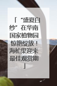 “盛夏白纱”在华南国家植物园惊艳绽放！海杧果迎来最佳观赏期