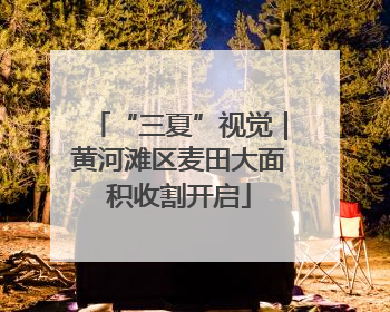 “三夏”视觉｜黄河滩区麦田大面积收割开启
