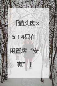 猫头鹰×5！4只在闲置房“安家”