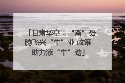 甘肃华亭：“畜”势腾飞兴“牛”业 政策助力添“牛”劲