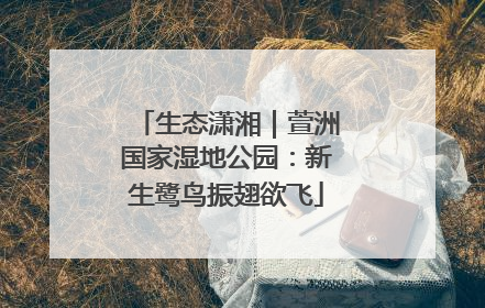 生态潇湘｜萱洲国家湿地公园：新生鹭鸟振翅欲飞