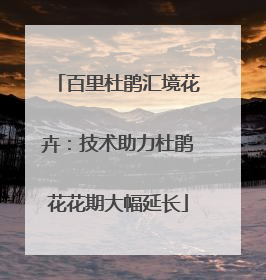百里杜鹃汇境花卉：技术助力杜鹃花花期大幅延长