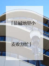 盐碱地里小麦收割忙