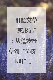 盱眙艾草“变形记”：从荒坡野草到“金枝玉叶”