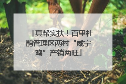 真帮实扶！百里杜鹃管理区两村“威宁鸡”产销两旺