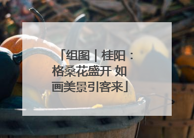组图｜桂阳：格桑花盛开 如画美景引客来