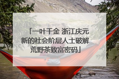 一叶千金 浙江庆元新的社会阶层人士破解荒野茶致富密码