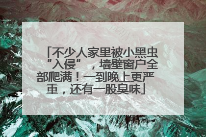 不少人家里被小黑虫“入侵”，墙壁窗户全部爬满！一到晚上更严重，还有一股臭味