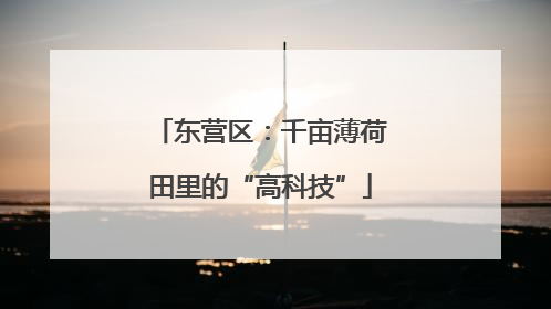 东营区：千亩薄荷田里的“高科技”