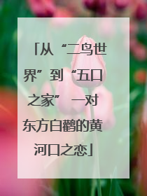 从“二鸟世界”到“五口之家” 一对东方白鹳的黄河口之恋