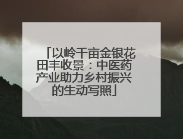 以岭千亩金银花田丰收景：中医药产业助力乡村振兴的生动写照