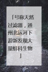 号称天然过滤器，通州北运河下游新发现大量蚌科生物
