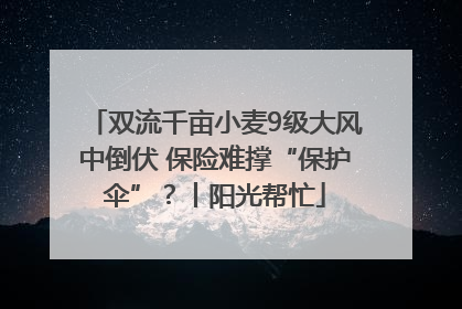 双流千亩小麦9级大风中倒伏 保险难撑“保护伞”？丨阳光帮忙