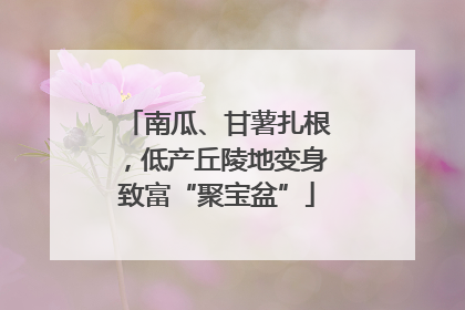 南瓜、甘薯扎根，低产丘陵地变身致富“聚宝盆”