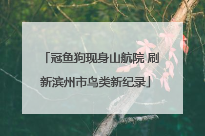 冠鱼狗现身山航院 刷新滨州市鸟类新纪录