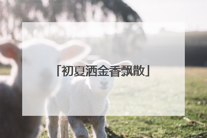 初夏洒金香飘散