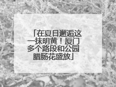 在夏日邂逅这一抹明黄！厦门多个路段和公园腊肠花盛放