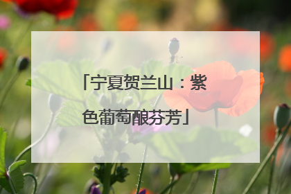 宁夏贺兰山：紫色葡萄酿芬芳