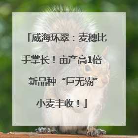 威海环翠：麦穗比手掌长！亩产高1倍 新品种“巨无霸”小麦丰收！