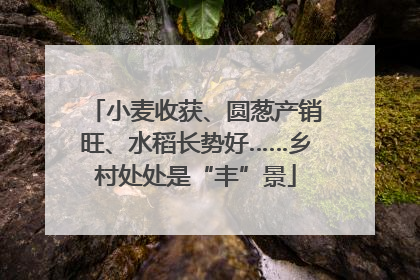 小麦收获、圆葱产销旺、水稻长势好……乡村处处是“丰”景