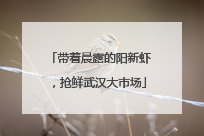 带着晨露的阳新虾，抢鲜武汉大市场