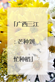 广西三江：芒种到 忙种稻