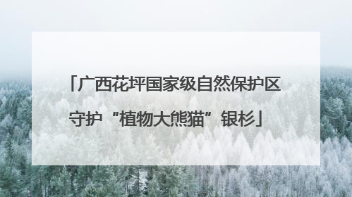广西花坪国家级自然保护区守护“植物大熊猫”银杉