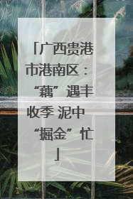 广西贵港市港南区：“藕”遇丰收季 泥中“掘金”忙