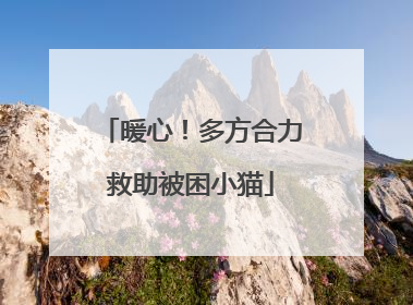 暖心！多方合力救助被困小猫