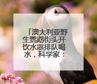 澳大利亚野生鹦鹉街头开饮水器排队喝水，科学家：成当地鸟界传统