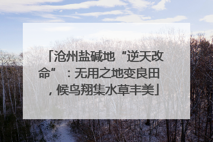 沧州盐碱地“逆天改命”：无用之地变良田，候鸟翔集水草丰美
