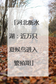河北衡水湖：近万只夏候鸟进入繁殖期