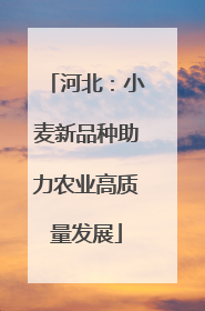 河北：小麦新品种助力农业高质量发展