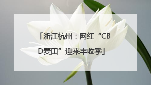 浙江杭州：网红“CBD麦田”迎来丰收季