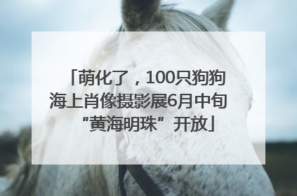 萌化了，100只狗狗海上肖像摄影展6月中旬“黄海明珠”开放