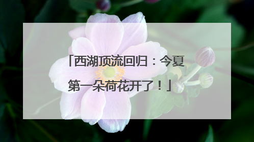 西湖顶流回归：今夏第一朵荷花开了！