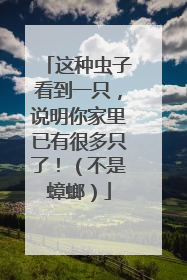 这种虫子看到一只，说明你家里已有很多只了！（不是蟑螂）