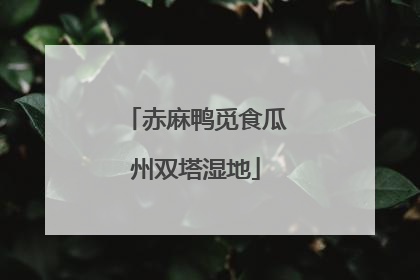 赤麻鸭觅食瓜州双塔湿地