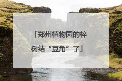 郑州植物园的梓树结“豆角”了