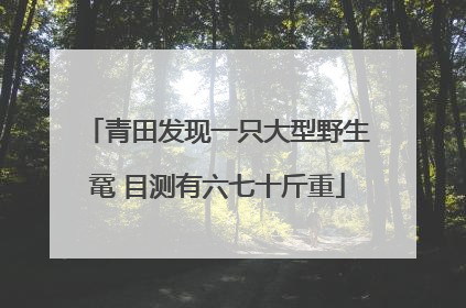 青田发现一只大型野生鼋 目测有六七十斤重