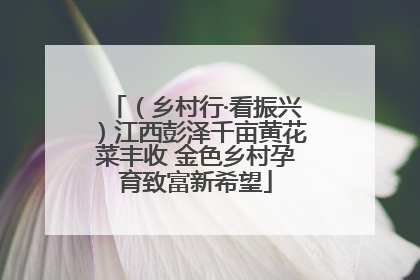 （乡村行·看振兴）江西彭泽千亩黄花菜丰收 金色乡村孕育致富新希望